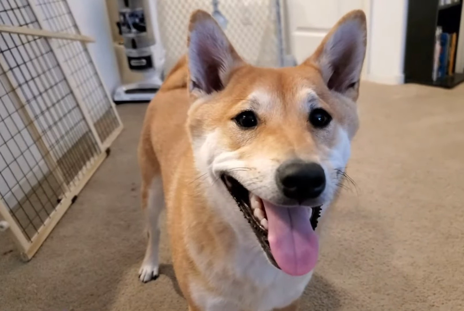 You can watch this dog speedrun an NES game live today